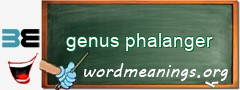 WordMeaning blackboard for genus phalanger